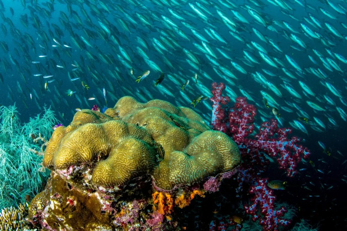 Ecosistema marino ripreso durante una spedizione negli abissi a bordo della OceanXplorer. Foto OceanX. Diritti dell'immagine riservati.