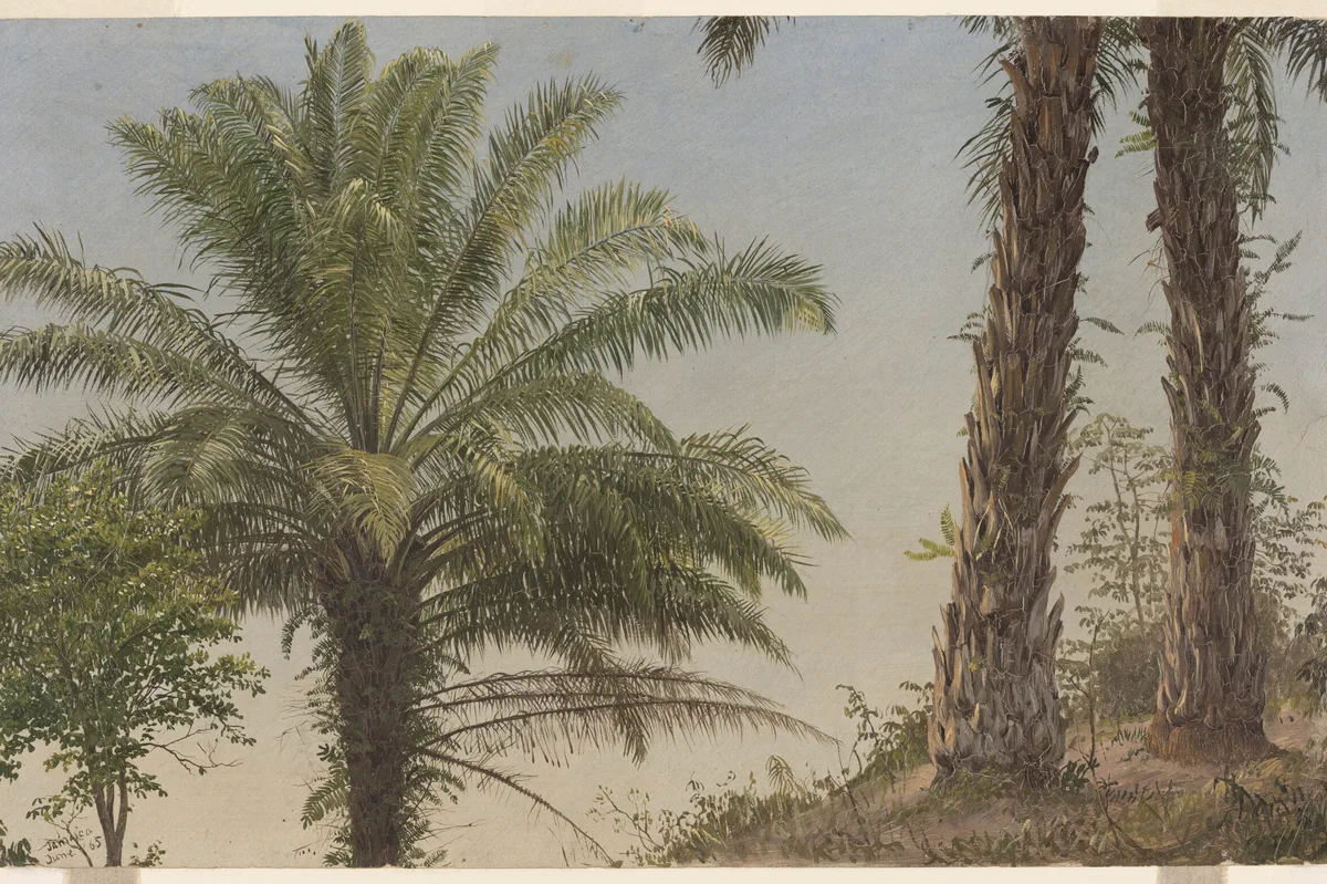 Frederic Edwin Church, studio botanico realizzato in Giamaica, collezione Cooper Hewitt, Smithsonian Design Museum. Diritti dell'immagine riservati.